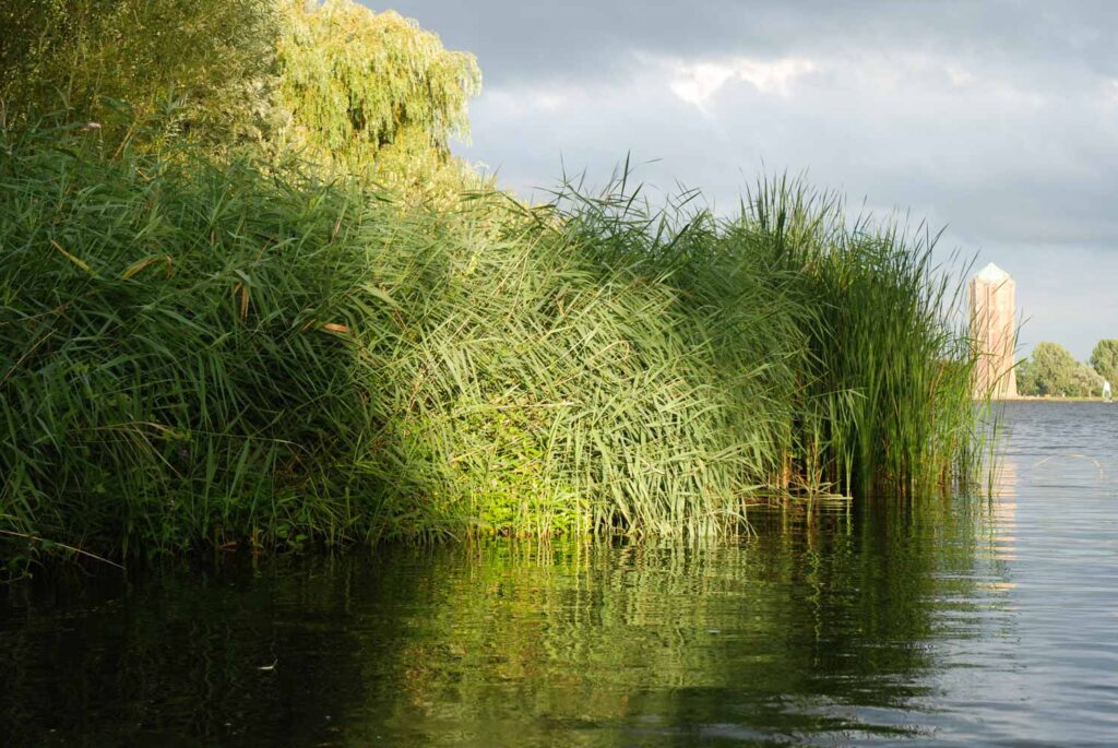 Riet
